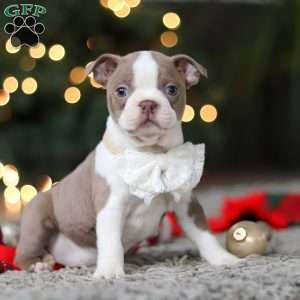 Marla, Boston Terrier Puppy